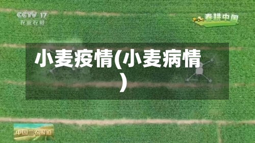 小麦疫情(小麦病情)