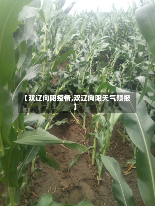 【双辽向阳疫情,双辽向阳天气预报】
