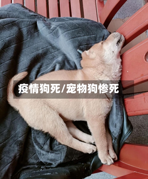 疫情狗死/宠物狗惨死