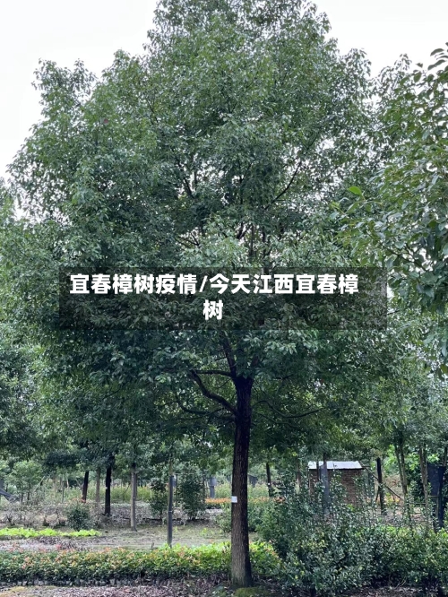 宜春樟树疫情/今天江西宜春樟树-第3张图片