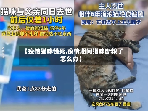 【疫情猫咪饿死,疫情期间猫咪断粮了怎么办】-第2张图片