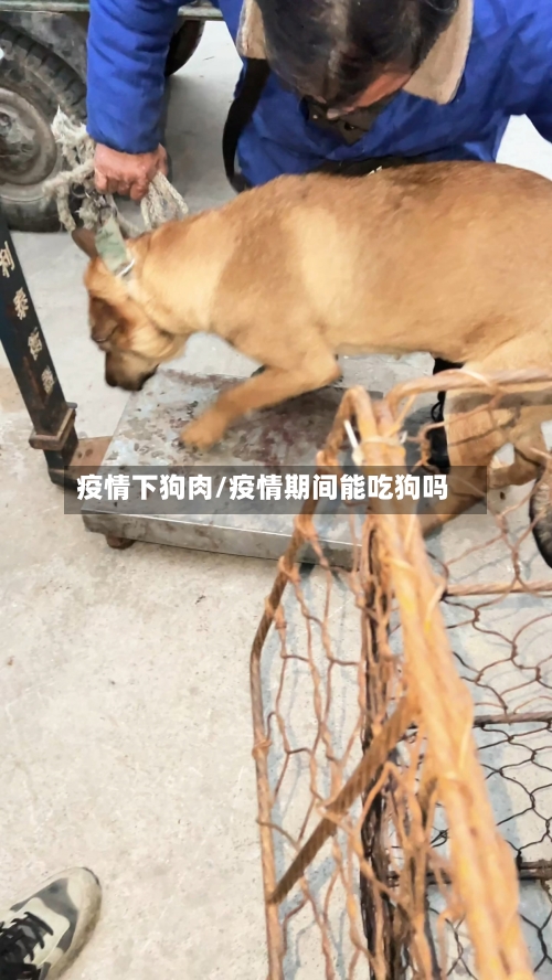 疫情下狗肉/疫情期间能吃狗吗