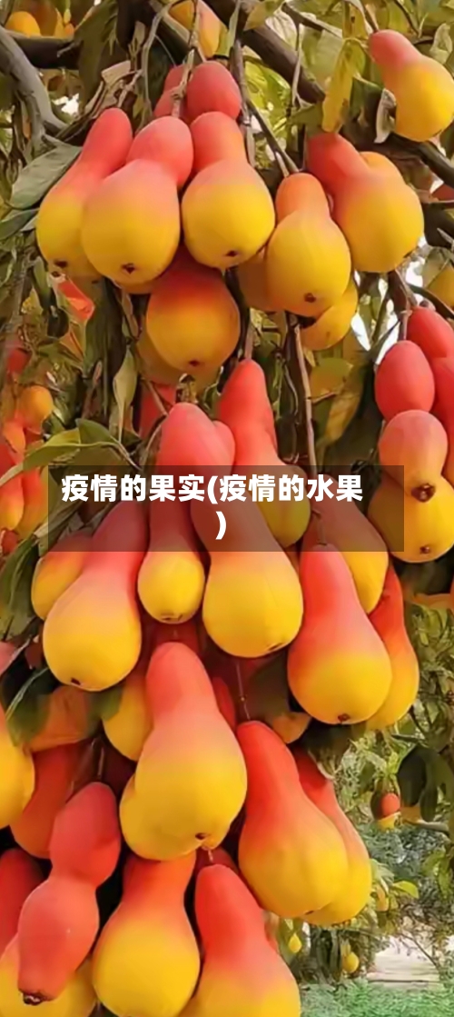 疫情的果实(疫情的水果)