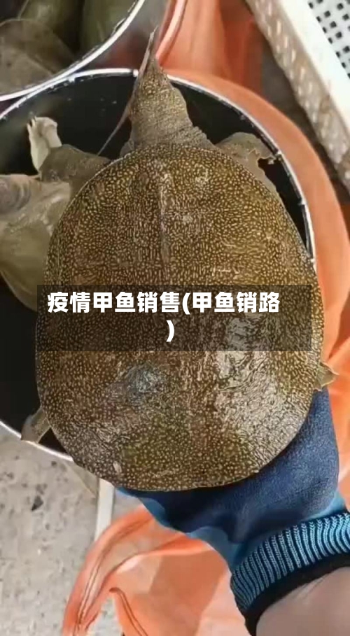 疫情甲鱼销售(甲鱼销路)