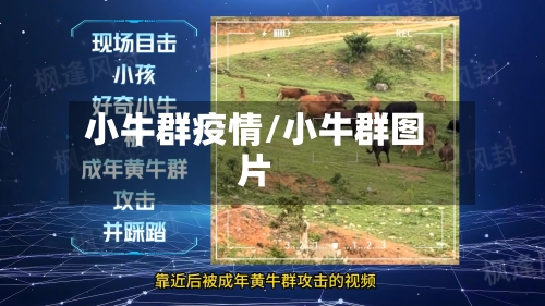小牛群疫情/小牛群图片