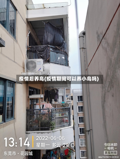 疫情后养鸟(疫情期间可以养小鸟吗)