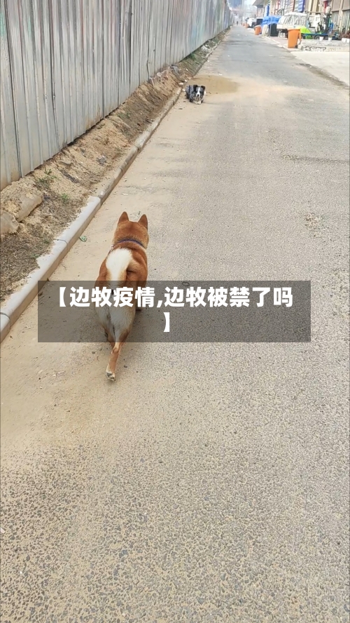 【边牧疫情,边牧被禁了吗】