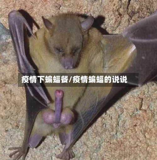 疫情下蝙蝠餐/疫情蝙蝠的说说-第2张图片