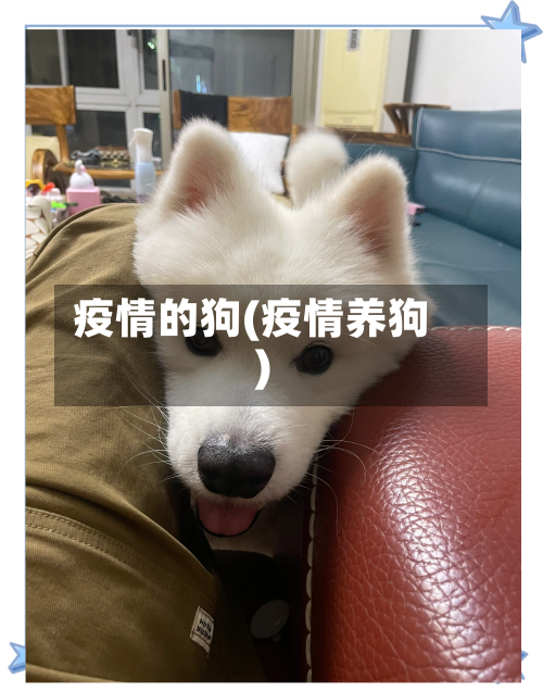 疫情的狗(疫情养狗)-第2张图片